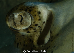 eye in the night by Jonathan Sala 